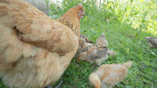 农村家禽散养老母鸡带着小鸡觅食 