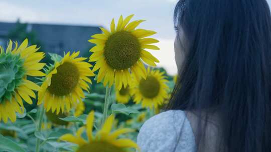 夕阳氛围感美女欣赏向日葵