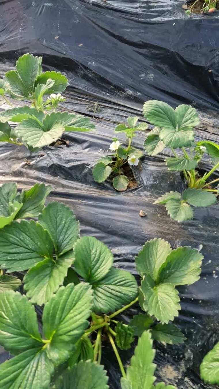 江西金溪：大棚草莓幼苗-竖拍