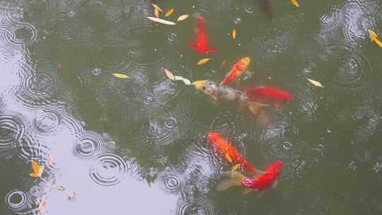 雨天下雨落雨雨滴池塘水面金鱼锦鲤空镜