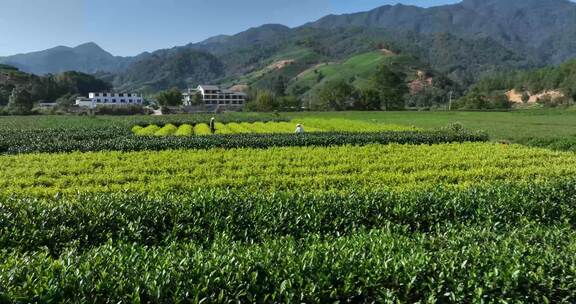 茶叶茶园武夷山茶庄大自然茶园