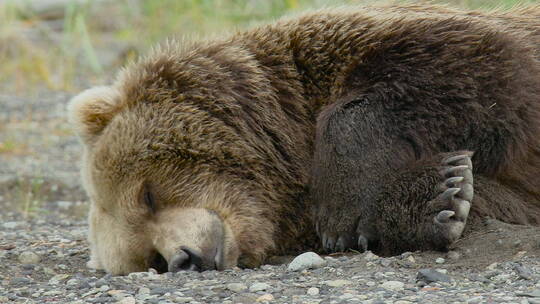 灰熊雨后平躺在岸上