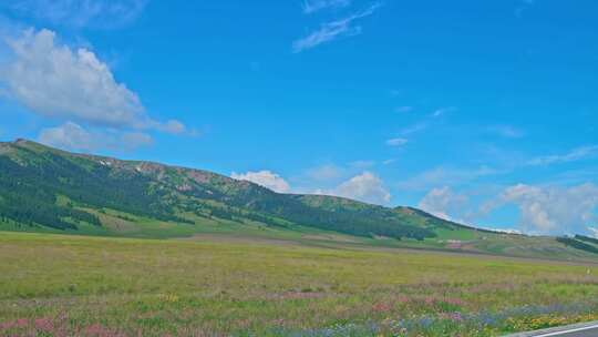 新疆赛里木湖野花盛开
