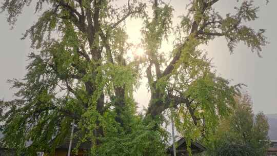 航拍古寺千年银杏秋景西安古观音禅寺