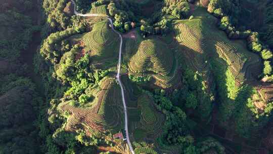 四川雅安市名山区大地指纹茶园茶山白昼航拍