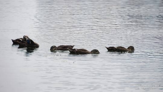 湖面一群鸭子游泳