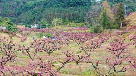 翁源李洞村山坡上绽放的粉色花树三