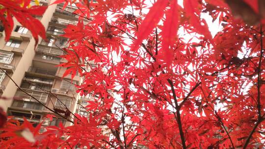 秋天红色的枫叶鸡爪槭红枫视频素材模板下载