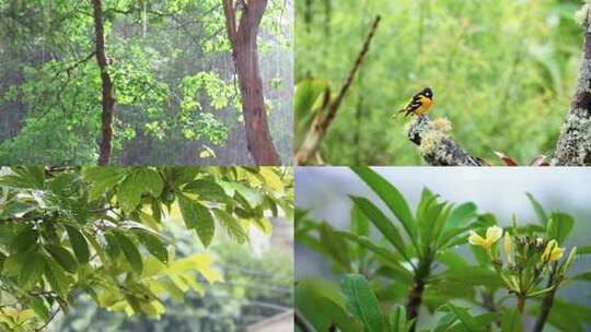 雨季中的森林被雨水拍打的小鸟 视频合集