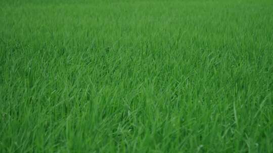 水稻稻叶飘动