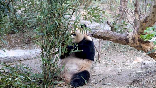 大熊猫 动物园熊猫吃竹子视频素材模板下载
