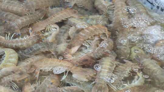 福建厦门第八市场海鲜市场售卖的皮皮虾