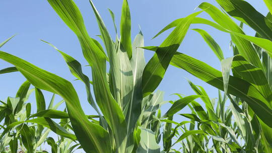 农作物微距长在农田里的玉米视频素材模板下载