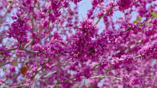 春天紫荆花盛开开花视频素材模板下载
