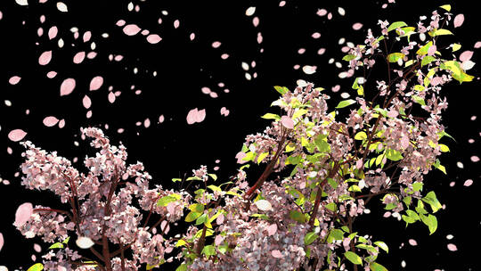 飘落的樱花花瓣花瓣视频素材模板下载