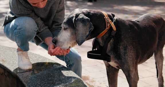 犬类，大丹犬，饮料，水