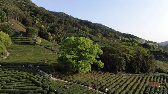 西湖龙井茶，茶园视频素材模板下载