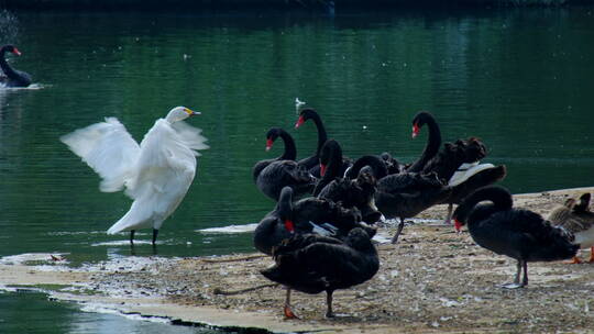 动物园 湖面 白天鹅 戏水