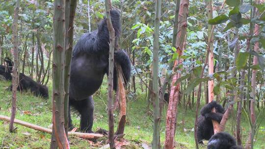 大猩猩在吃桉树的汁液