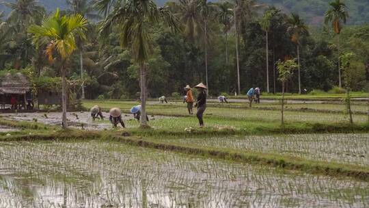 农民在稻田里劳作视频素材模板下载