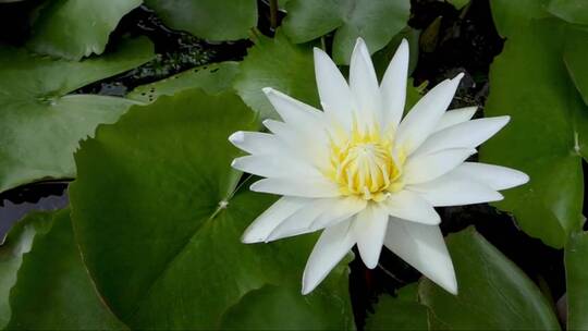 清晨池塘里美丽的睡莲