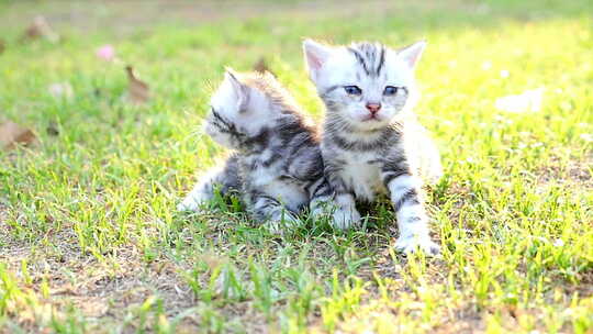 可爱的小猫坐在绿色草地上视频素材模板下载