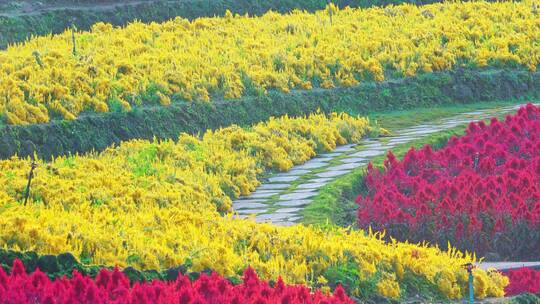 青秀山公园南宁植物园花卉花圃