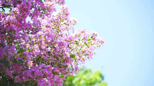 夏日唯美花朵紫薇花