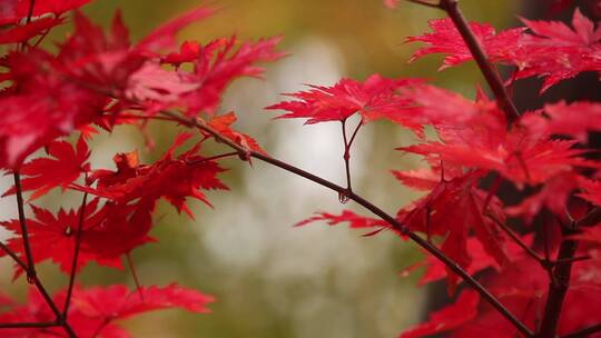 枫叶红了秋季风景视频素材模板下载