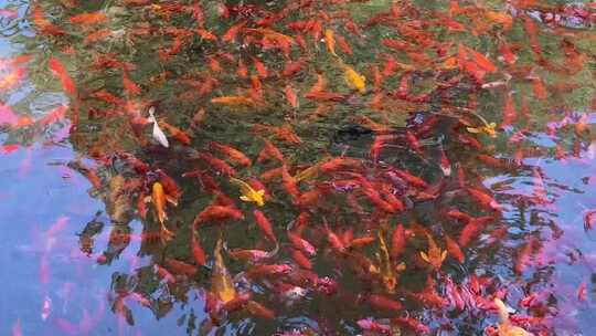 趵突泉清澈泉水下锦鲤鲤鱼金鱼水池