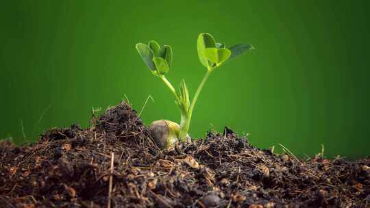 种子发芽植物生长延时