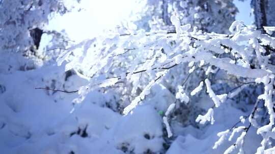 四川眉山瓦屋山景区树枝上覆盖冰雪的雪景