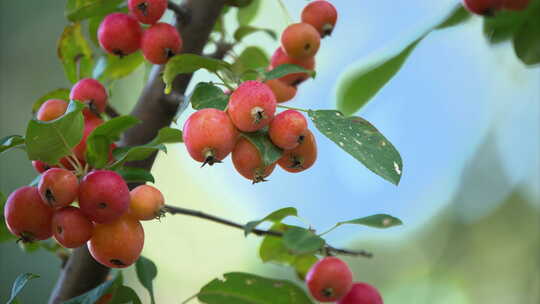 8K毛山荆子秋季果实植物空镜