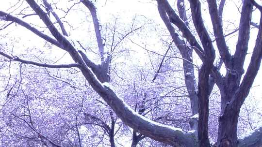 雪花纷飞覆盖树枝