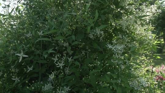 白色铁线莲在花园股票镜头视频中绽放