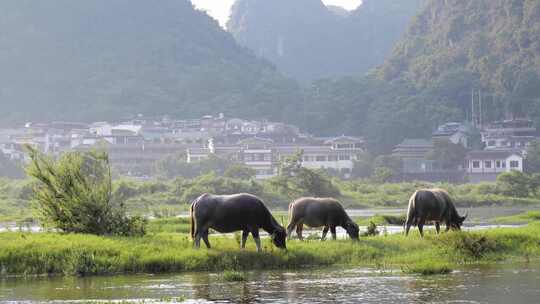 河边水牛吃草 养牛 放牛 牛吃草