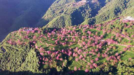 云南大理无量山樱花谷日出冬樱花和茶园航拍