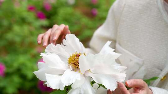 牡丹 芍药 开花 春天