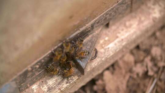 原生态大山野花蜂蜜养蜂视频素材模板下载