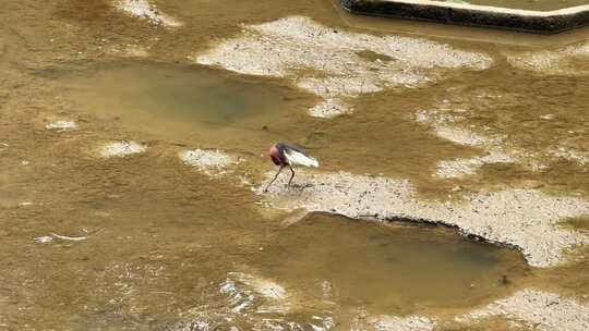 小鸟捕食动物萌宠自然干净