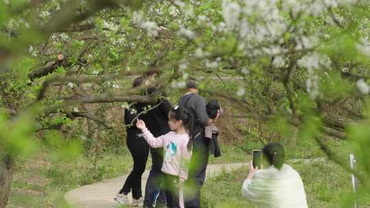 春游赏花、李子花