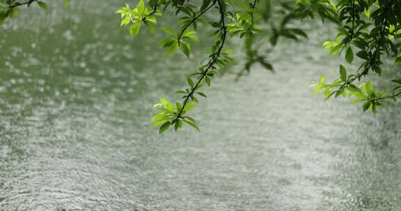 （慢镜）下雨天雨水落在湖面上绿叶摇曳