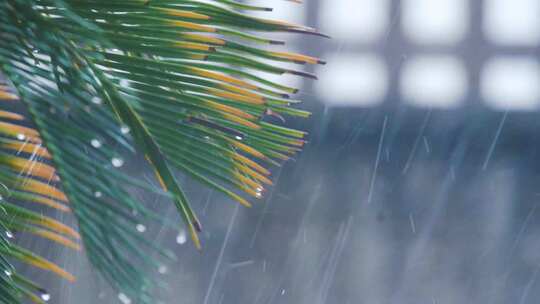 雨天7雨滴打落在芭蕉树上模糊空镜带音效