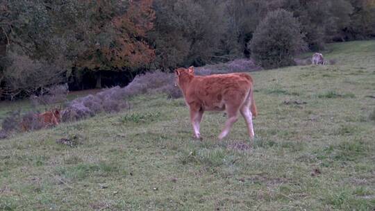 草原上的棕色幼牛