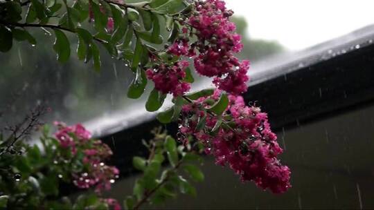 雨点落在紫薇树上