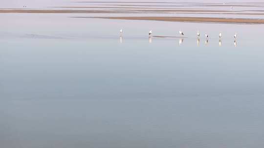 鄱阳湖候鸟越冬航拍视频素材模板下载