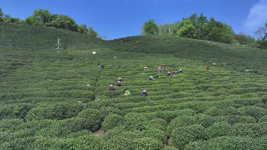 茶山 采茶 绿茶 龙井 茶田 茶叶 绿色