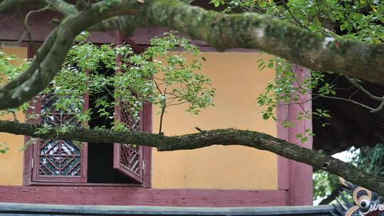 浙江普陀山法雨寺禅院建筑视频