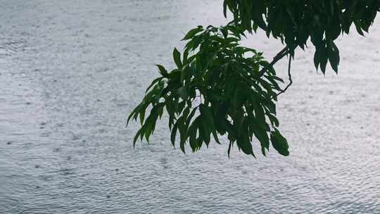 农村雨景下雨小雨池塘边上绿叶