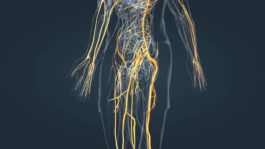 医疗中枢周围神经系统医学3D人体科学动画